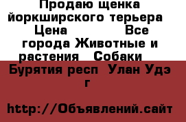 Продаю щенка йоркширского терьера  › Цена ­ 20 000 - Все города Животные и растения » Собаки   . Бурятия респ.,Улан-Удэ г.